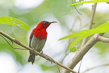 The Crimson Sunbird on a branch in nature