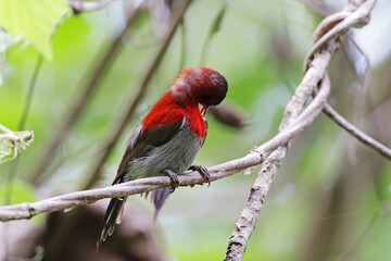 The Crimson Sunbird on a branch in nature