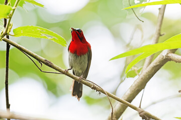 The Crimson Sunbird on a branch in nature