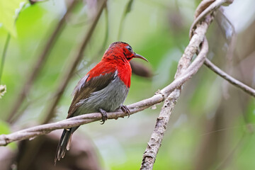 The Crimson Sunbird on a branch in nature