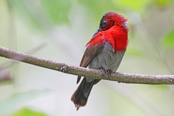 The Crimson Sunbird on a branch in nature