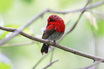 The Crimson Sunbird on a branch in nature