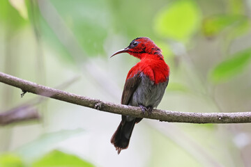 The Crimson Sunbird on a branch in nature