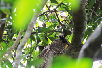 Spot-bellied Eagle Owl  on the tree