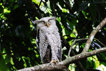 Spot-bellied Eagle Owl  on the tree