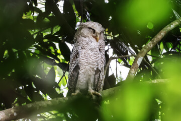 Spot-bellied Eagle Owl  on the tree