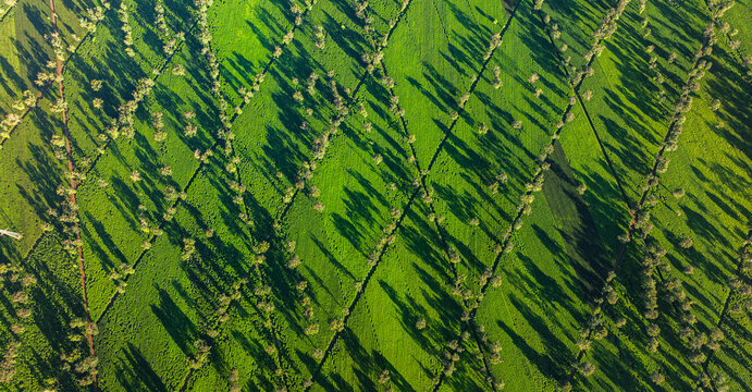 The tea fields in Gia Lai viewed from above are beautiful. Photo taken in Gia Lai on December 25, 2023