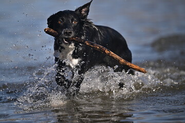 dog playing in the water