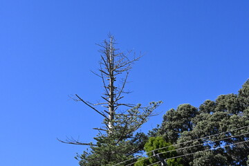 Obraz premium Tree branches against sky