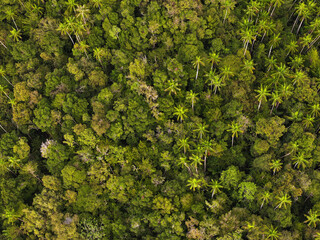 Tropical rainforest in Indonesia