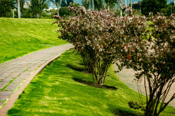 Obraz premium Caminando por el jardín, con arbusto podado