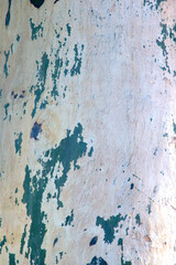 Eucalyptus tree bark texture, Bark of eucalyptus tree, seamless texture, a eucalyptus tree bark texture background image