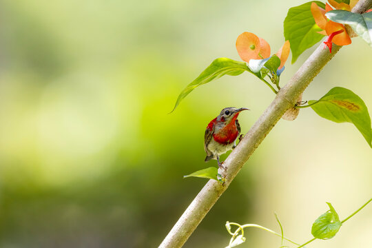 The Crimson Sunbird on a branch