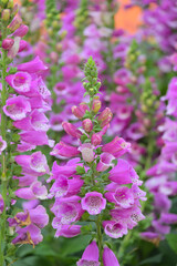 Obraz premium Beautiful Spring Flower