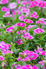 Fototapeta premium Beautiful Spring Flower