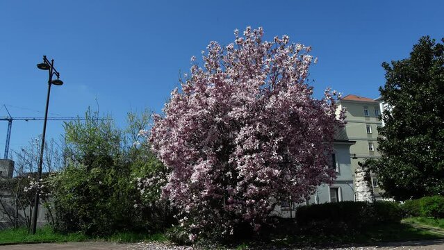 Fantastic plant with pink flowers in spring