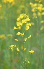 Mustard flower field is full blooming, yellow mustard field landscape industry of agriculture, mustard flowers closeup photo