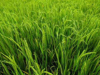 fresh paddy plant