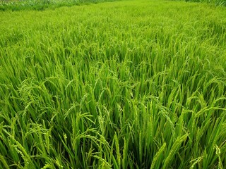 fresh paddy plant