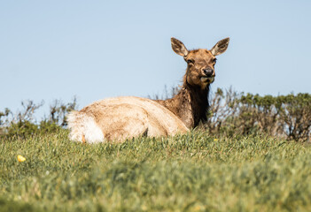 Elk  in the hills of Point Reyes National Seashore in Northern California