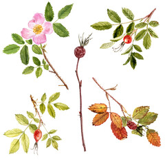 watercolor drawing branches of wild rose, brier with leaves, berries and flowers isolated at white background, natural elements, hand drawn botanical illustration