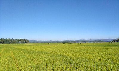 beautiful view of rice fields in the morning in the Citumang Pangandaran area