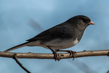 Dark-eyed Junco