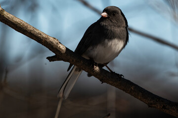 Dark-eyed Junco