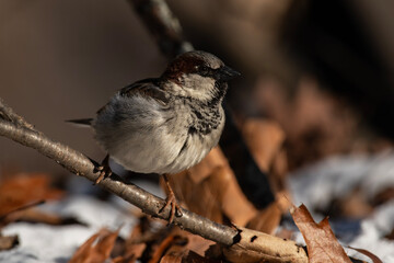Male House Sparrow