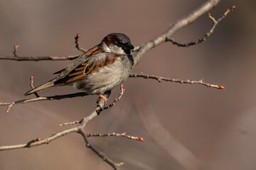 Male House Sparrow