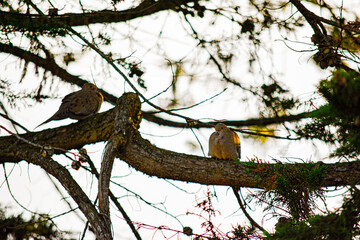 San Francisco Doves Relaxing on an Evening Sunset Tree