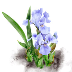 iris, watercolor drawing flowers with green leaves at white background, hand drawn botanical illustration