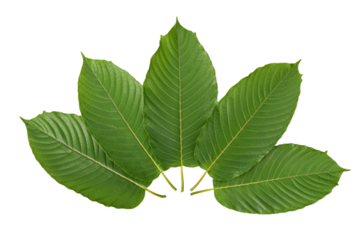 Mitragyna speciosa leaves . Top view