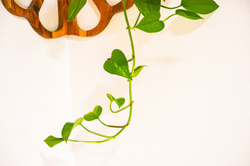Green Pothos Handing Plant  with Indoor Simple White Background