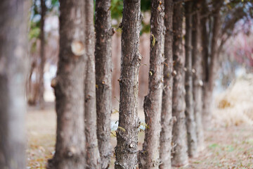 Fototapeta premium 나무