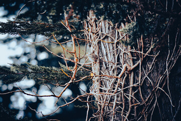 Bird Sparrow Sitting Hidden on the Vines of Tree San Francisco 