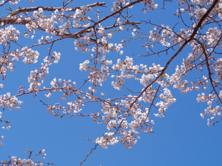 桜 さくら　sakura　