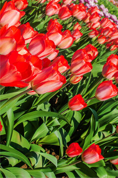 Vibrant Tulip Blossoms in Spring Garden