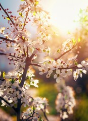 Spring blossom background. Beautiful nature scene with blooming trees