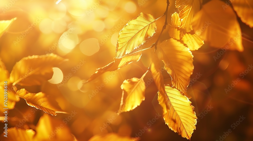 Poster beautiful blurred autumn background with yellowgold leaves in the rays of sunlight on a dark natural