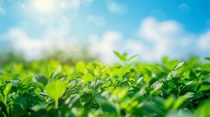 World environment day concept Blur green garden nature and blue sky on agriculture field background : Generative AI