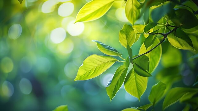 Nature of green leaf in garden at summer Natural green leaves plants using as spring background cover page environment ecology or greenery wallpaper : Generative AI