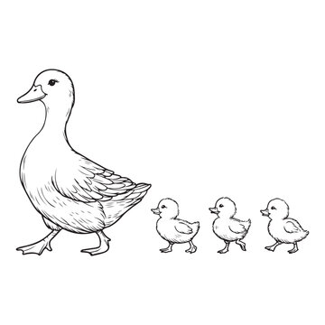 Line art of ducklings following mother duck vector