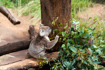 A Koala sitting on a tree and eating 