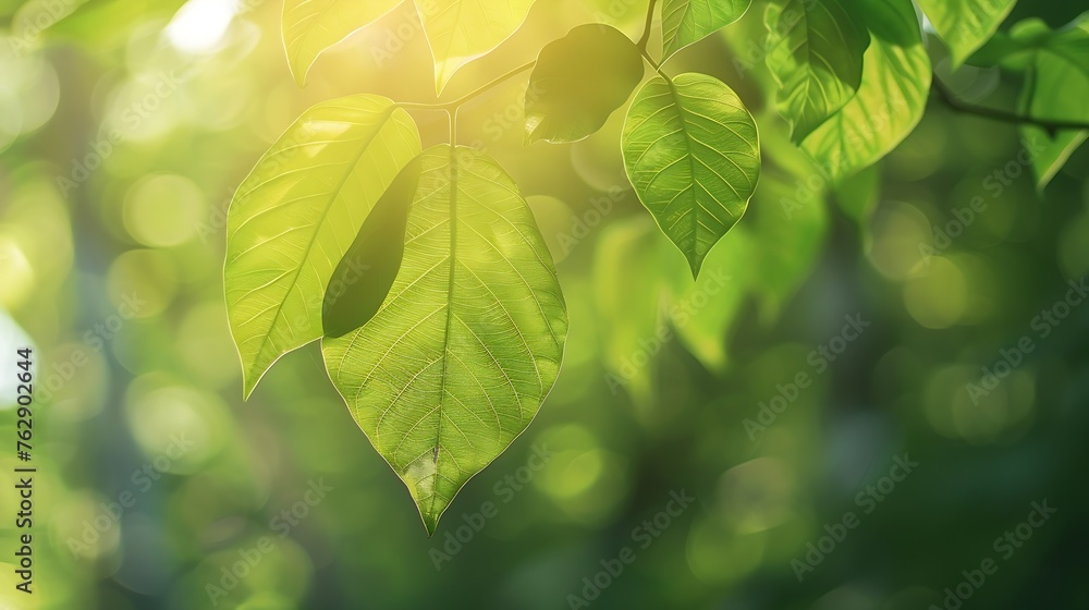 Poster Closeup beautiful view of nature green leaf on greenery blurred background with sunlight and copy space It is use for natural ecology summer background and fresh wallpaper concept : Generative AI