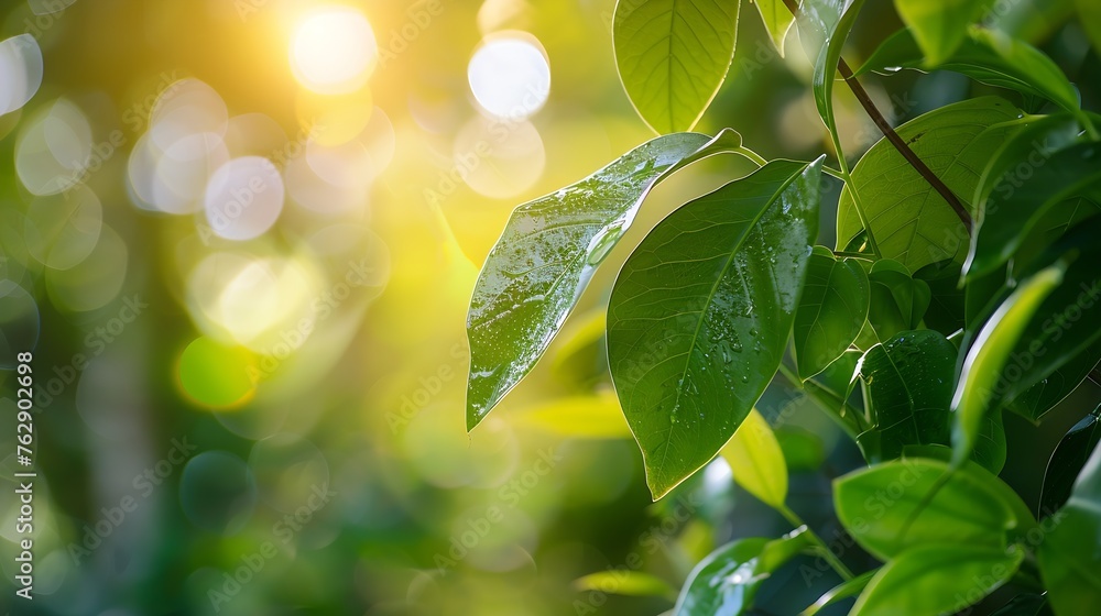 Poster beautiful nature view of green leaf on blurred greenery background in garden and sunlight with copy 