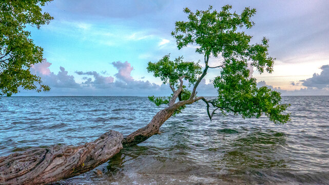 Beautiful bay with tree bending over the water in the afternoon.