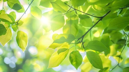 Light shining on tree leaves : Generative AI
