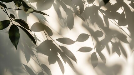 Leaf shadow and light on wall blur background Nature tropical leaves tree branch shade with sunlight on white wall texture for background wallpaper and design : Generative AI - Powered by Adobe