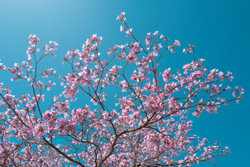 Pink Cherry blossom tree on blue sky background. Spring blossom, branch of a blossoming tree.